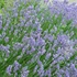 Lavandula x intermedia 'Grosso' - Sötét liláskék provánszi levendula