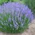 Lavandula x intermedia 'Grosso' - Sötét liláskék provánszi levendula