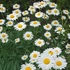 Leucanthemum superbum 'Becky' (Chrys. max.) - Óriás margaréta