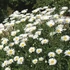 Leucanthemum superbum 'Becky' (Chrys. max.) - Óriás margaréta