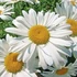 Leucanthemum superbum 'Becky' (Chrys. max.) - Óriás margaréta