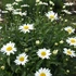 Leucanthemum superbum 'Becky' (Chrys. max.) - Óriás margaréta