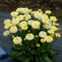 Leucanthemum 'Luna' – Margaréta