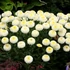 Leucanthemum 'Luna' – Margaréta
