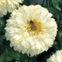 Leucanthemum 'Luna' – Margaréta