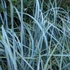Leymus arenarius 'Blue Dune' – Homoki hajperje