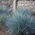 Leymus arenarius 'Blue Dune' – Homoki hajperje