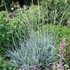 Leymus arenarius 'Blue Dune' – Homoki hajperje