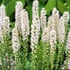 Liatris spicata 'Floristan Weiss' – Füzéres díszcsorba