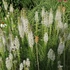 Liatris spicata 'Floristan Weiss' – Füzéres díszcsorba