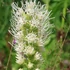 Liatris spicata 'Floristan Weiss' – Füzéres díszcsorba