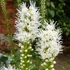 Liatris spicata 'Floristan Weiss' – Füzéres díszcsorba