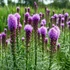 Liatris spicata 'Kobold' – Füzéres díszcsorba