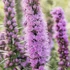 Liatris spicata 'Kobold' – Füzéres díszcsorba
