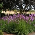 Liatris spicata 'Kobold' – Füzéres díszcsorba