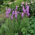 Liatris spicata 'Kobold' – Füzéres díszcsorba