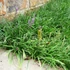 Liriope graminifolia – Fűlevelű gyepliliom