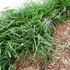 Liriope graminifolia – Fűlevelű gyepliliom