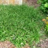 Liriope graminifolia – Fűlevelű gyepliliom