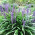 Liriope muscari 'Big Blue' – Gyöngyikés gyepliliom