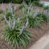 Liriope muscari 'Big Blue' – Gyöngyikés gyepliliom