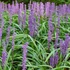 Liriope muscari 'Money Maker' – Gyöngyikés gyepliliom