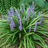 Liriope muscari 'Money Maker' – Gyöngyikés gyepliliom