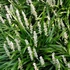 Liriope muscari 'Monroe White' – Gyöngyikés gyepliliom