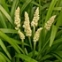 Liriope muscari 'Monroe White' – Gyöngyikés gyepliliom