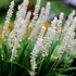 Liriope muscari 'Monroe White' – Gyöngyikés gyepliliom