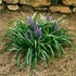 Liriope muscari 'Royal Purple' – Gyöngyikés gyepliliom