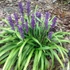 Liriope muscari 'Royal Purple' – Gyöngyikés gyepliliom