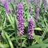 Liriope muscari 'Royal Purple' – Gyöngyikés gyepliliom