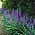 Liriope muscari 'Royal Purple' – Gyöngyikés gyepliliom