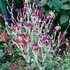 Lychnis coronaria – Bársonyos kakukkszegfű