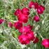 Lychnis coronaria – Bársonyos kakukkszegfű