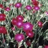 Lychnis coronaria – Bársonyos kakukkszegfű