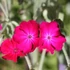 Lychnis coronaria – Bársonyos kakukkszegfű