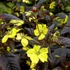 Lysimachia ciliata 'Firecracker' - Lizinka