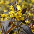 Lysimachia ciliata 'Firecracker' - Lizinka