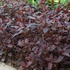 Lysimachia ciliata 'Firecracker' - Lizinka