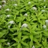 Lysimachia clethroides – Kelet-ázsiai lizinka