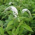 Lysimachia clethroides – Kelet-ázsiai lizinka
