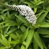 Lysimachia clethroides – Kelet-ázsiai lizinka