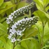 Lysimachia clethroides – Kelet-ázsiai lizinka