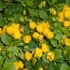Lysimachia nummularia 'Aurea' - Pénzlevelű lizinka