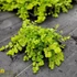 Lysimachia nummularia 'Aurea' - Pénzlevelű lizinka