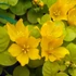 Lysimachia nummularia 'Aurea' - Pénzlevelű lizinka