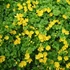 Lysimachia nummularia – Pénzlevelű lizinka