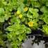 Lysimachia nummularia – Pénzlevelű lizinka